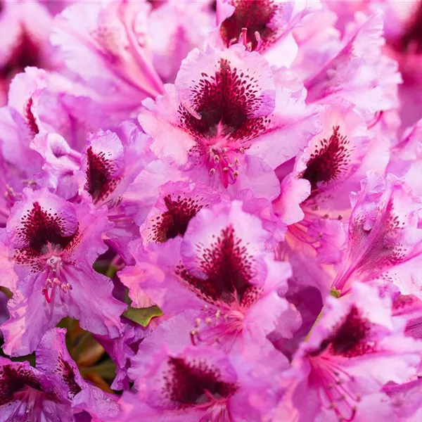 Rhododendron, zweifarbig, Rhododendron Baumschule Ley