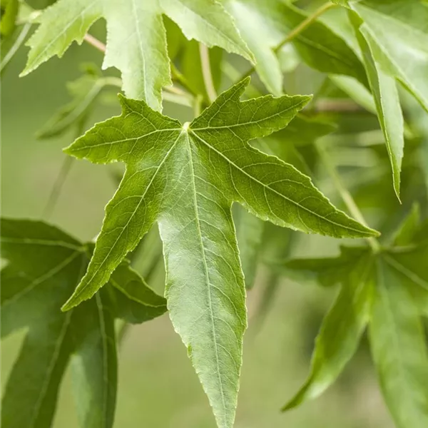 Liquidambar styraciflua, Amerikanischer Amberbaum Baumschule Ley