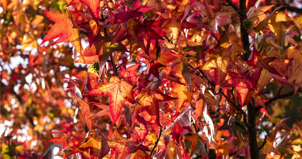 Liquidambar styraciflua 'Worplesdon', Amberbaum 'Worplesdon