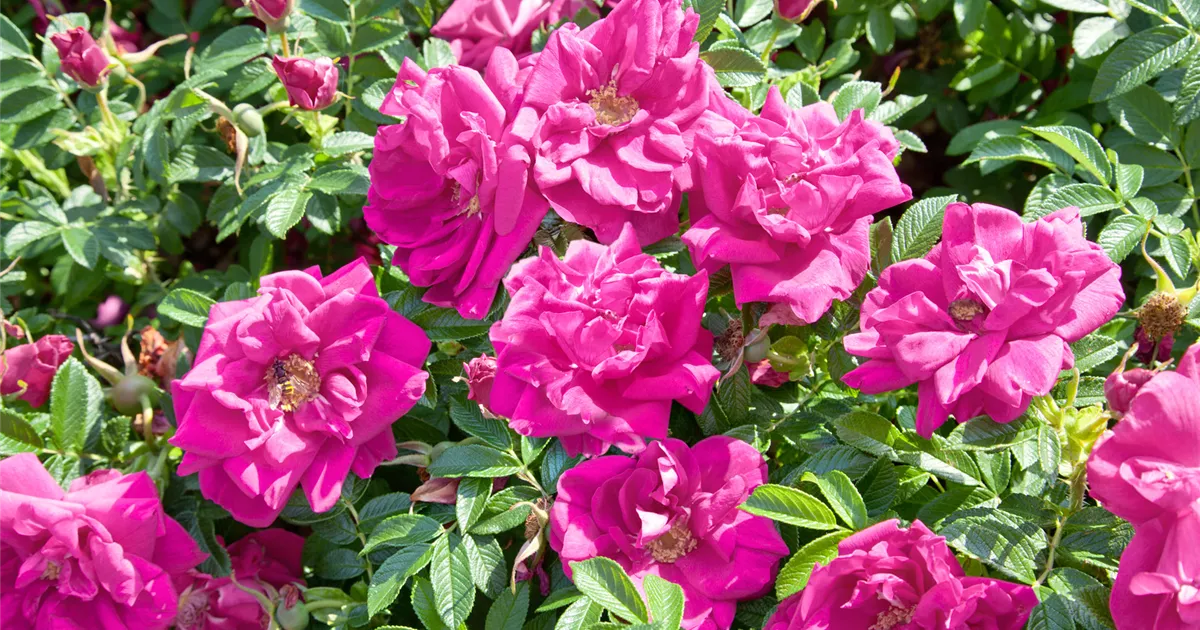rosa-historische-marianne-duftrose-historische-marianne