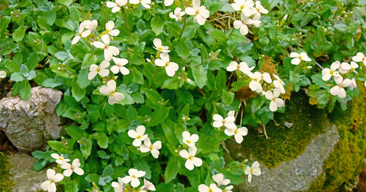 Arabis, Gänsekresse Baumschule Ley