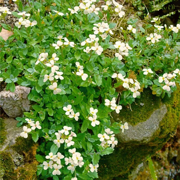 Arabis, Gänsekresse Baumschule Ley