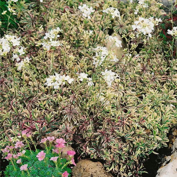 Arabis ferdinandicoburgii, Kleine GartenGänsekresse Baumschule Ley
