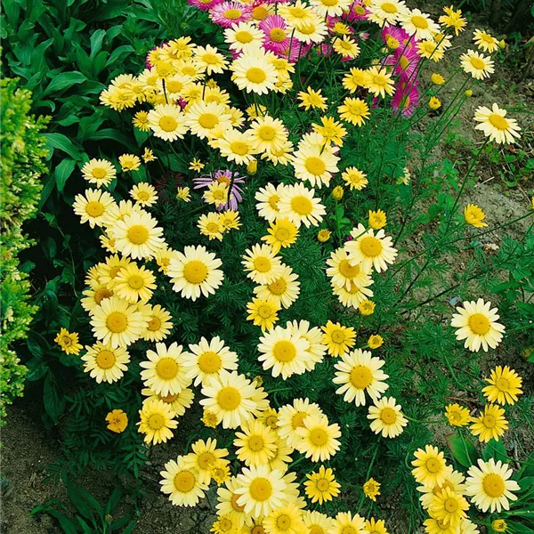 Anthemis Tinctoria Dwarf Form Garten F rber Hundskamille Dwarf Form anthemis-tinctoria-dwarf-form-garten-f-rber-hundskamille-dwarf-form