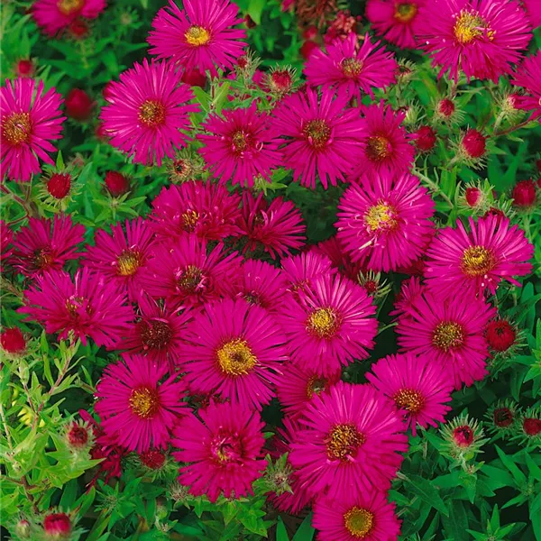 Aster Novae angliae Septemberrubin Garten Raublatt Aster Aster Novae angliae Septemberrubin Garten Raublatt Aster