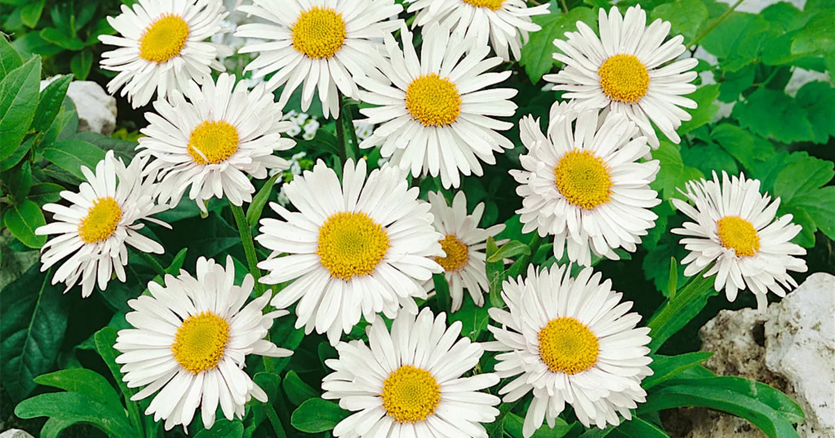 Aster alpinus 'Albus', Niedrige GartenAster 'Albus' Baumschule Ley