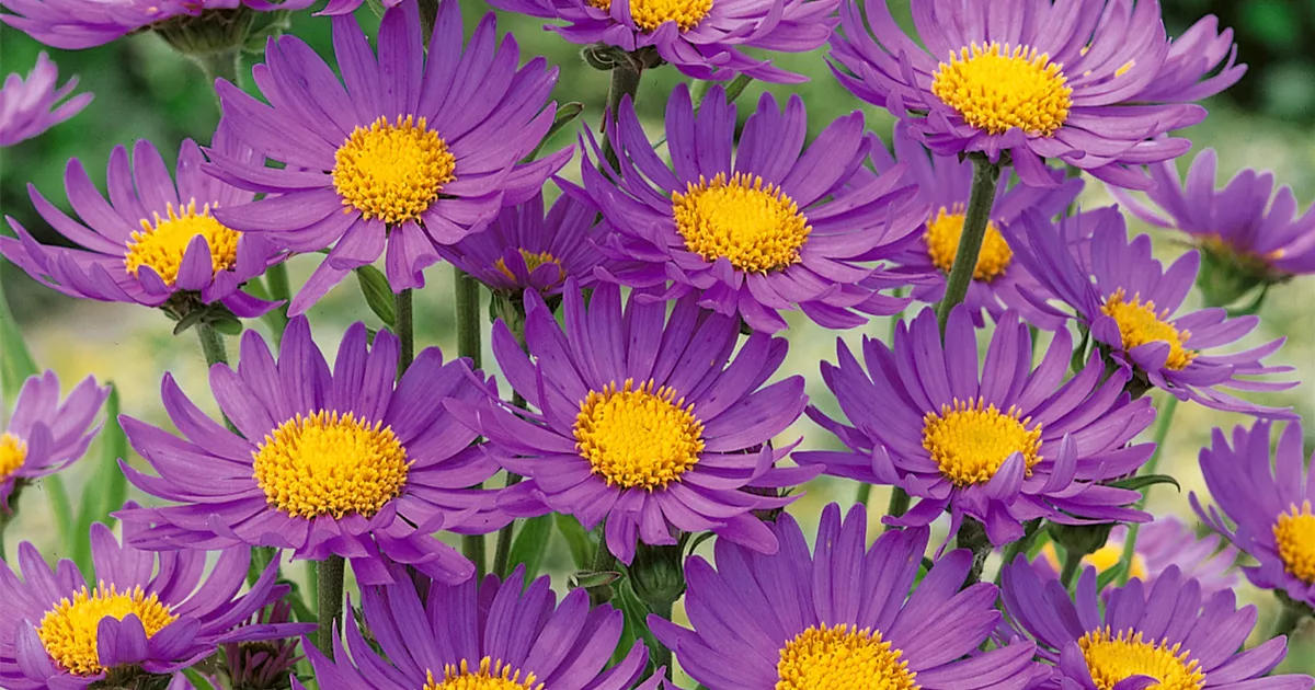 54+ Ley Garten, Unsere experten zeigen ihnen, wie sie ihren garten in