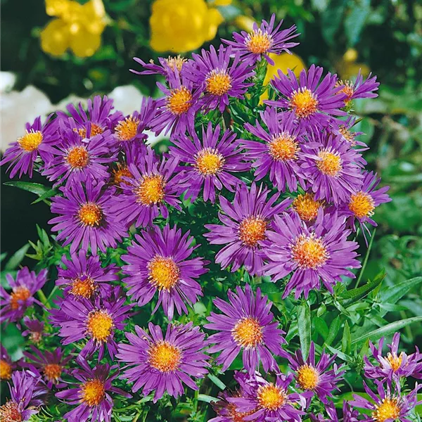 Aster dumosus 'Augenweide', GartenKissenAster 'Augenweide