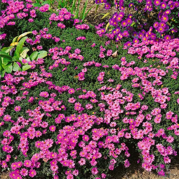 53+ Ley Garten, Bei ley garten bieten wir eine breite palette von