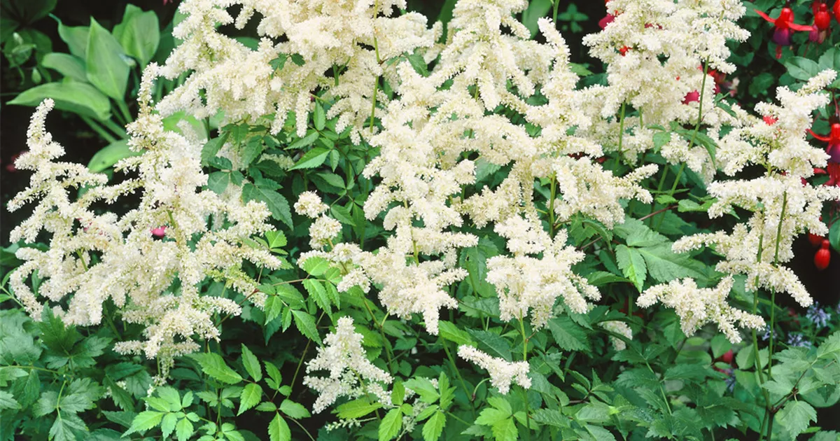 Astilbe japonica 'Deutschland', GartenPrachtspiere 'Deutschland
