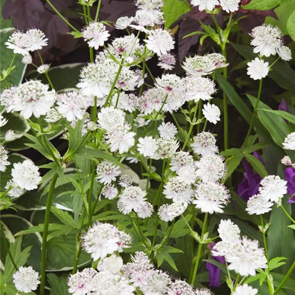 Astrantia major 'Star of Billion'®, GartenSterndolde 'Star of Billion