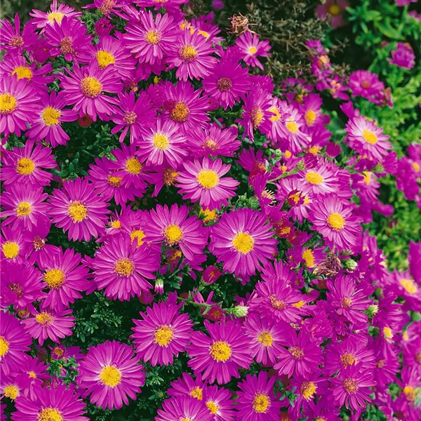 Aster dumosus 'Starlight', GartenKissenAster 'Starlight' Baumschule Ley