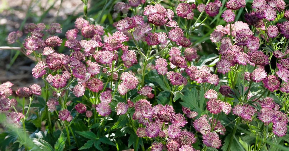 Astrantia major 'Moulin Rouge'®, GartenSterndolde 'Moulin Rouge