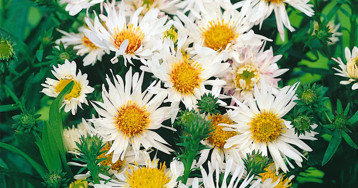 Aster ericoides 'Schneetanne', GartenMyrtenAster 'Schneetanne