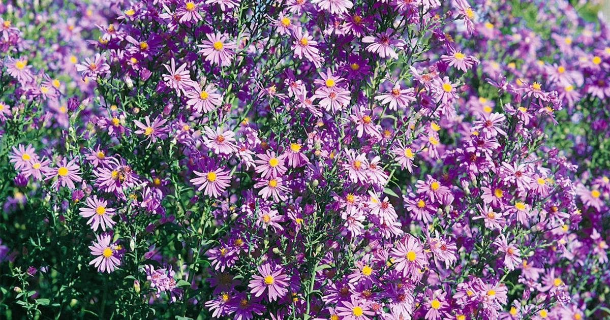 Aster laevis 'Blauschleier', Glatte GartenAster 'Blauschleier