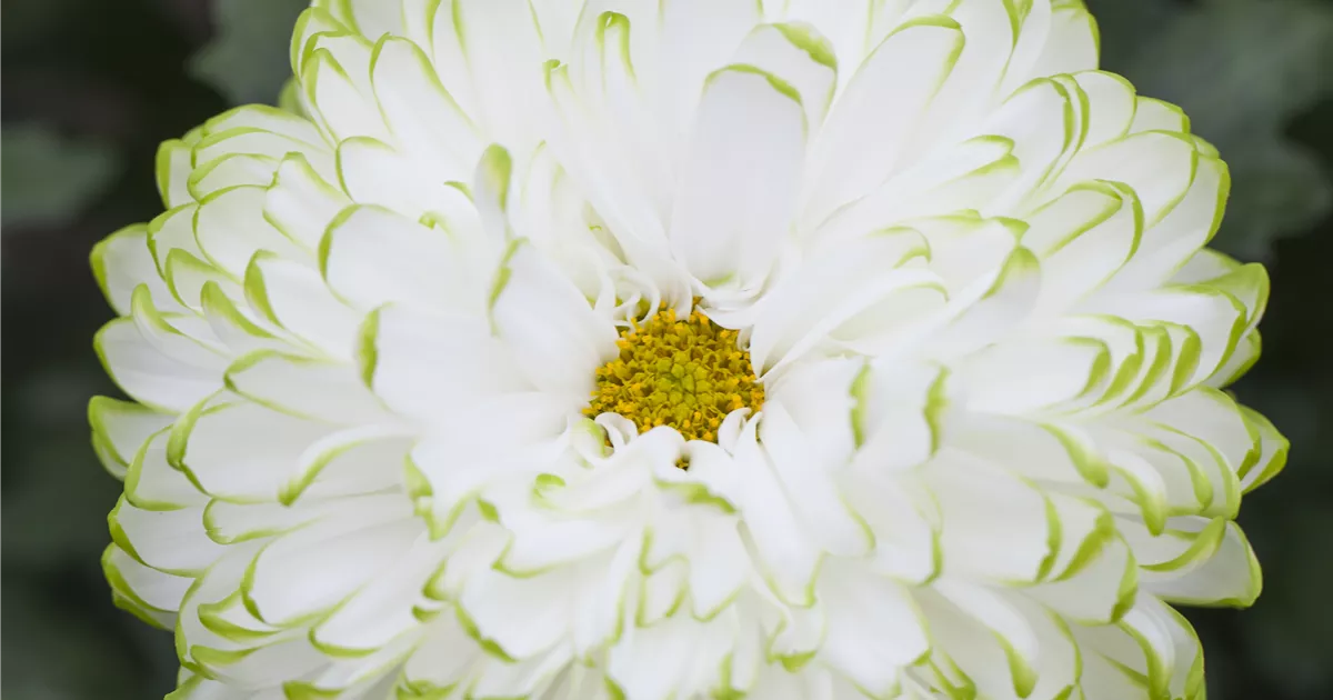 Chrysanthemum indicum 'Zembla Lime'(s), SchnittChrysantheme