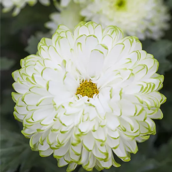 Chrysanthemum indicum 'Zembla Lime'(s), SchnittChrysantheme
