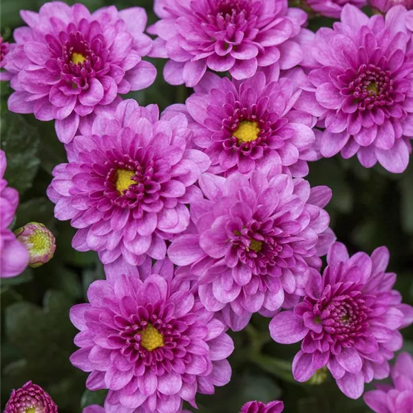 Chrysanthemum indicum Skyfall® 'Pink', Chrysantheme Baumschule Ley