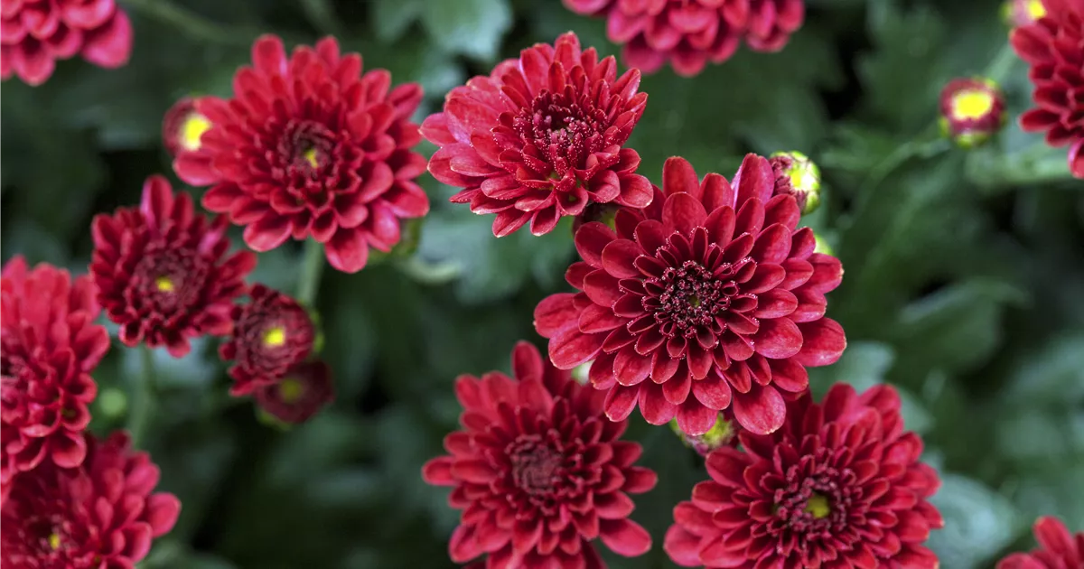 Chrysanthemum indicum Skyfall® 'Red', Chrysantheme Baumschule Ley