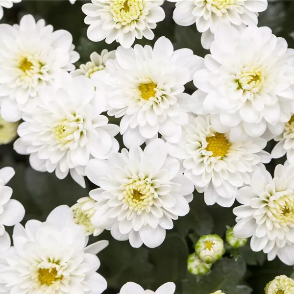 Chrysanthemum indicum 'Skyfall® Monocolor', Chrysantheme 'Skyfall