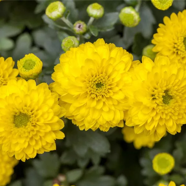 Chrysanthemum indicum Skyfall® 'Yellow', Chrysantheme Baumschule Ley