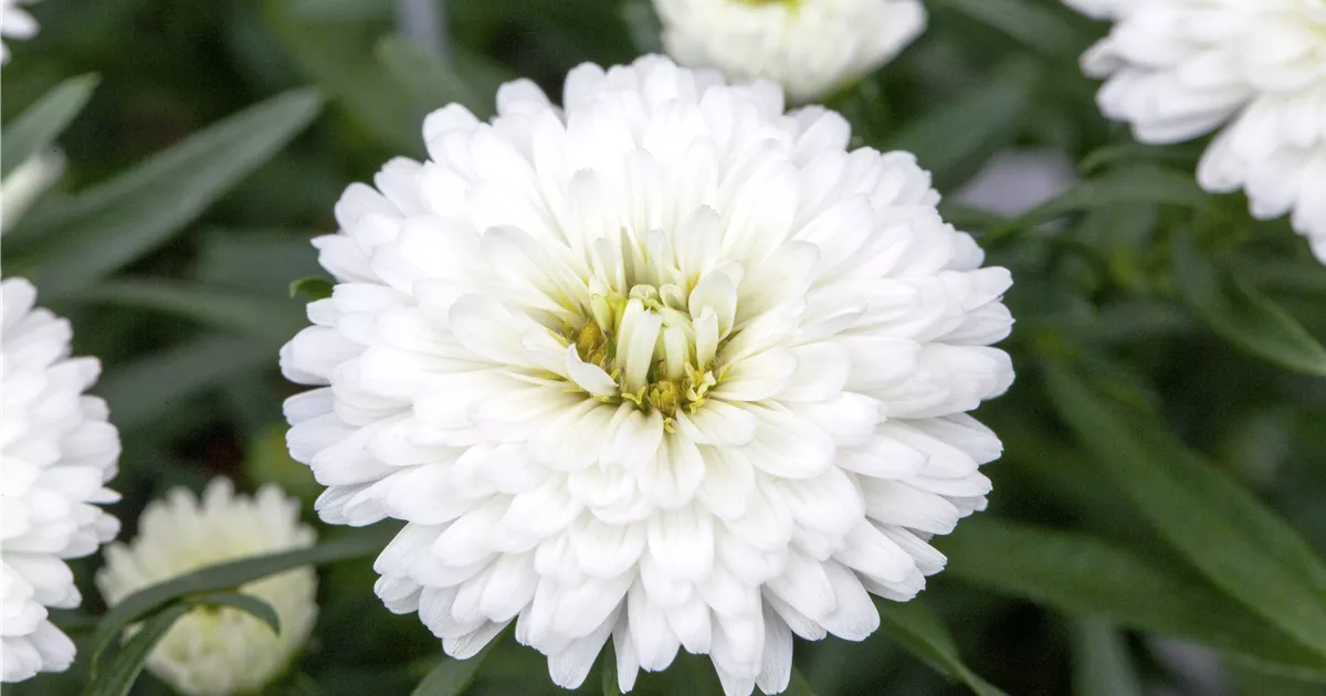 Chrysanthemum Showmakers® 'Snow White', Aster Baumschule Ley