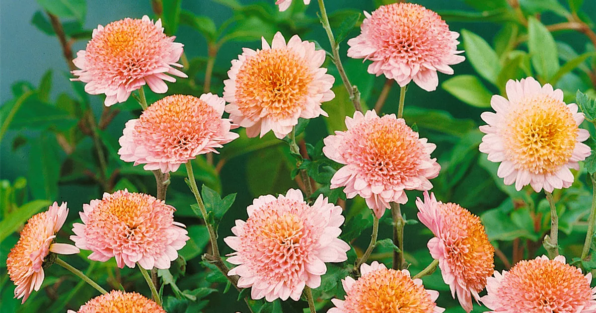 Chrysanthemum x grandiflorum 'Salmon', Gartenchrysantheme 'Salmon
