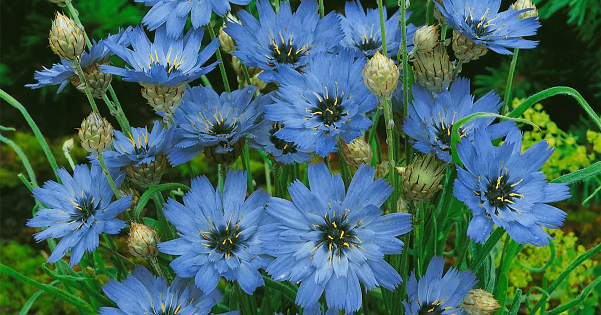 catananche-caerulea-major-garten-rasselblume-major-baumschule-ley
