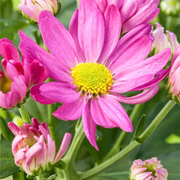 Chrysanthemum x grandiflorum, rosa, GartenChrysantheme Baumschule Ley