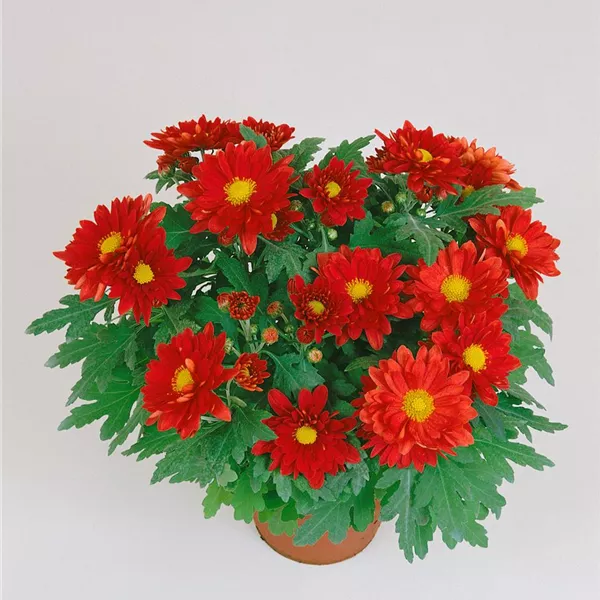 Chrysanthemum x grandiflorum, rot, GartenChrysantheme Baumschule Ley