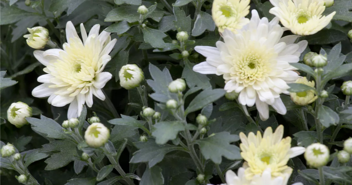 Chrysanthemum x grandiflorum, weiß, GartenChysantheme Baumschule Ley