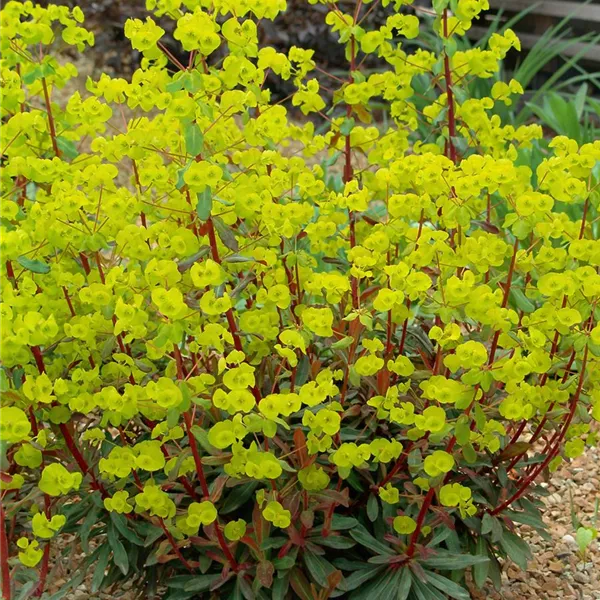 Euphorbia amygdaloides 'Purpurea', Mandelblättrige GartenWolfsmilch