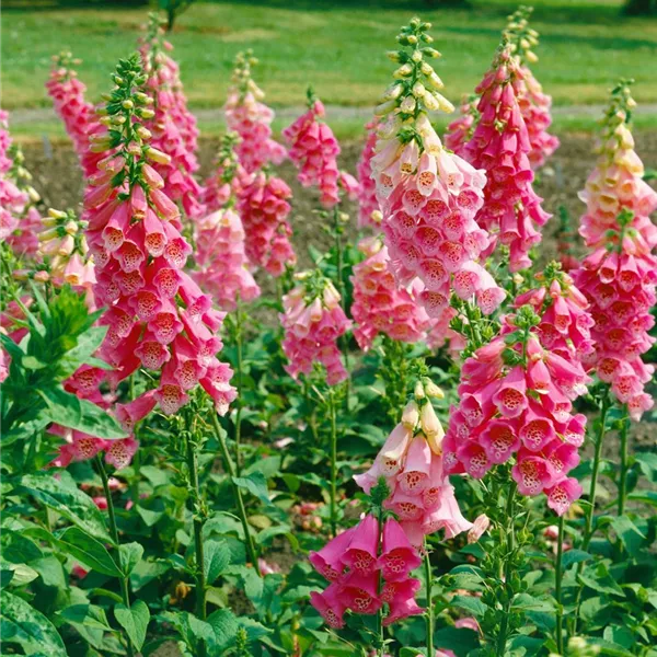 Digitalis purpurea 'Gloxiniaeflora', GartenFingerhut 'Gloxiniaeflora