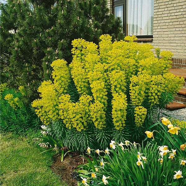 Euphorbia characias, GartenWolfsmilch Baumschule Ley
