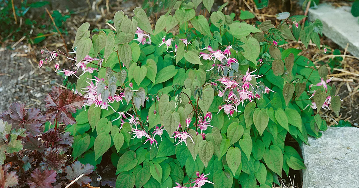 Epimedium x youngianum 'Roseum', Zierliche GartenElfenblume 'Roseum