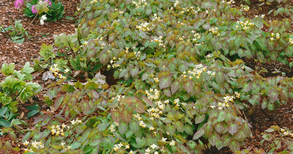 Epimedium x warleyense, WarleyGartenElfenblume Baumschule Ley