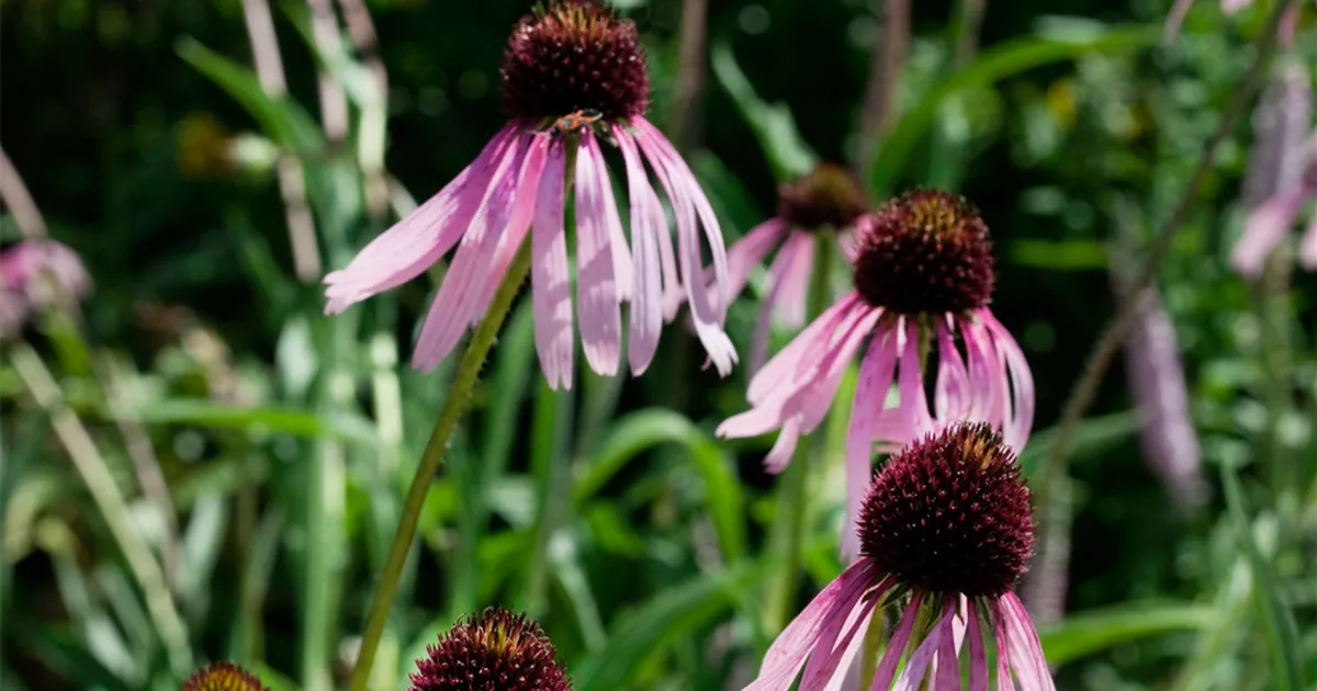 Echinacea pallida, Bleicher Scheinsonnenhut Baumschule Ley