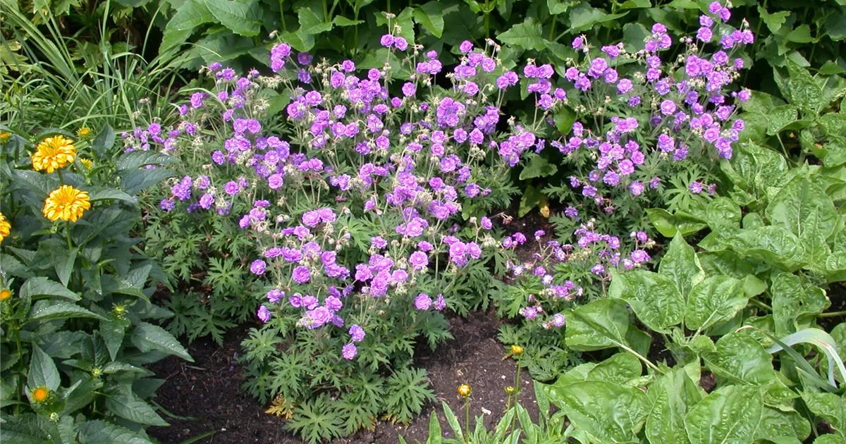 Geranium pratense 'Plenum Violaceum', GartenStorchschnabel 'Plenum
