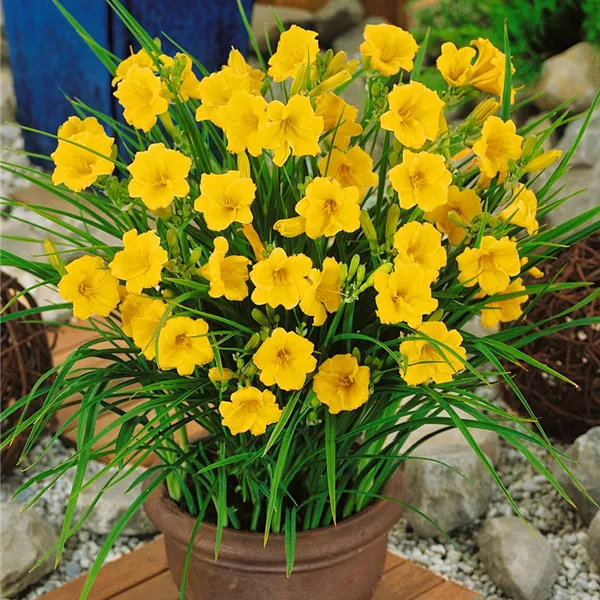 Mein Schoner Garten Kleinblutige Taglilie Stella De Oro