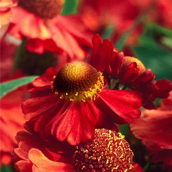 Helenium 'Ruby Tuesday'®, Garten-Sonnenbraut 'Ruby Tuesday ...