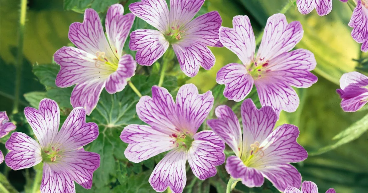 Geranium versicolor, Veränderlicher Storchschnabel - Baumschule Ley