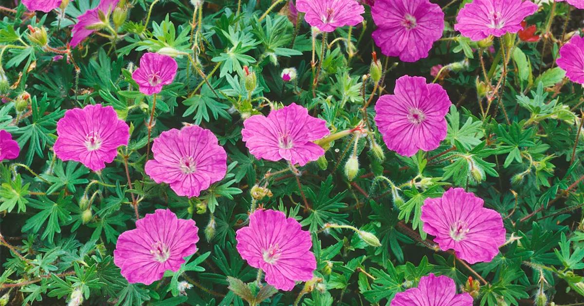 Geranium clarkei, ClarkesGartenStorchschnabel Baumschule Ley