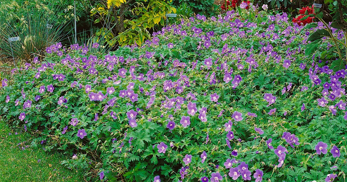 Geranium himalayense 'Irish Blue', GartenStorchschnabel 'Irish Blue