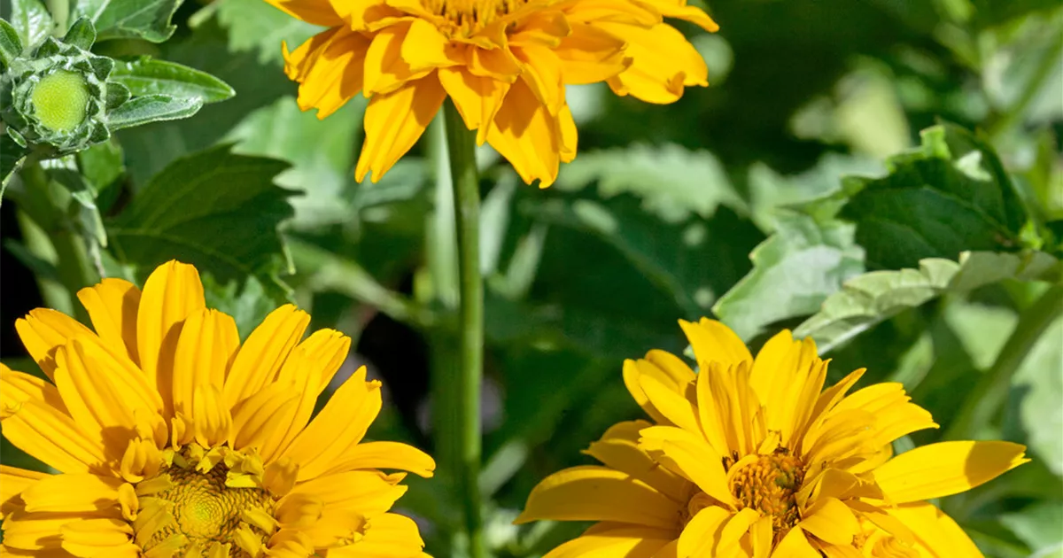 Heliopsis helianthoides var. scabra 'Sommersonne', GartenSonnenauge
