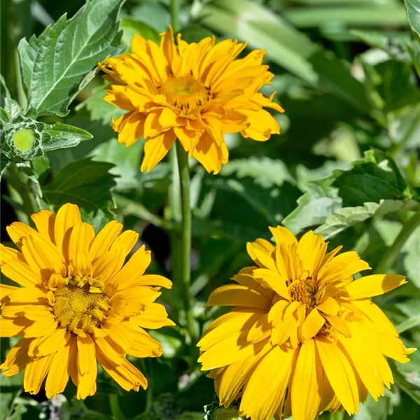 Heliopsis helianthoides var. scabra 'Sommersonne', GartenSonnenauge
