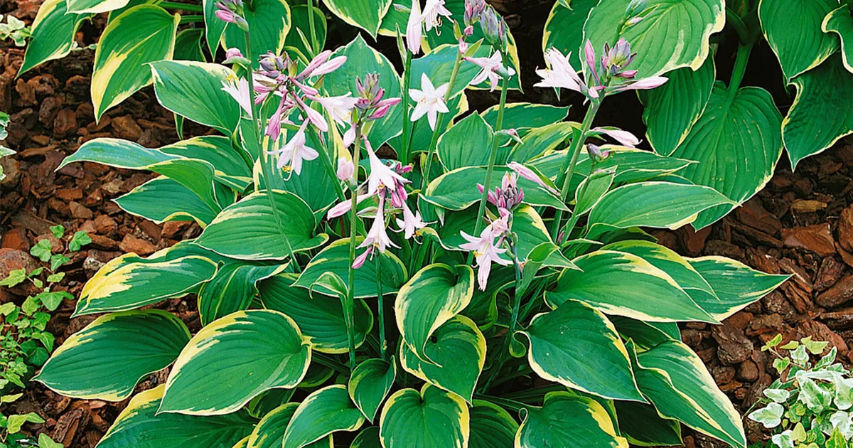 Hosta x fortunei, GartenFunkie Baumschule Ley
