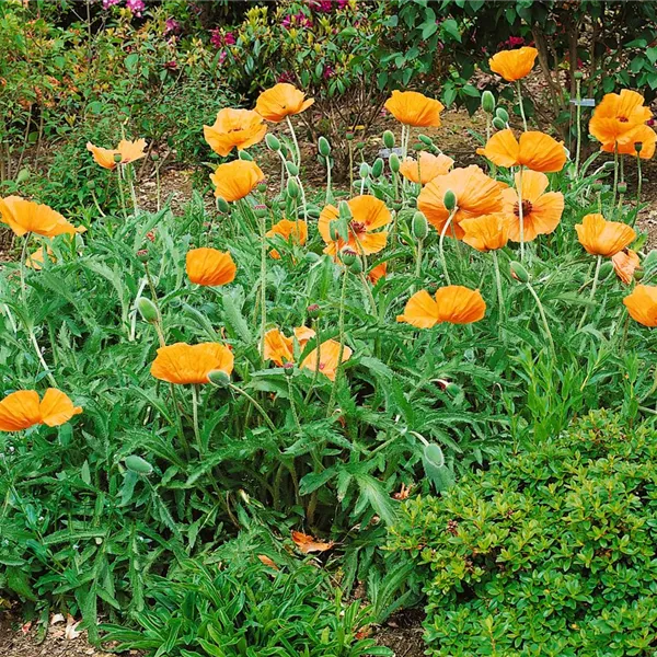 Papaver orientale 'Harvest Moon', Orientalischer GartenMohn 'Harvest