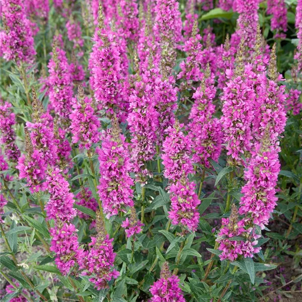 Lythrum salicaria 'Robert', GartenBlutWeiderich 'Robert' Baumschule Ley