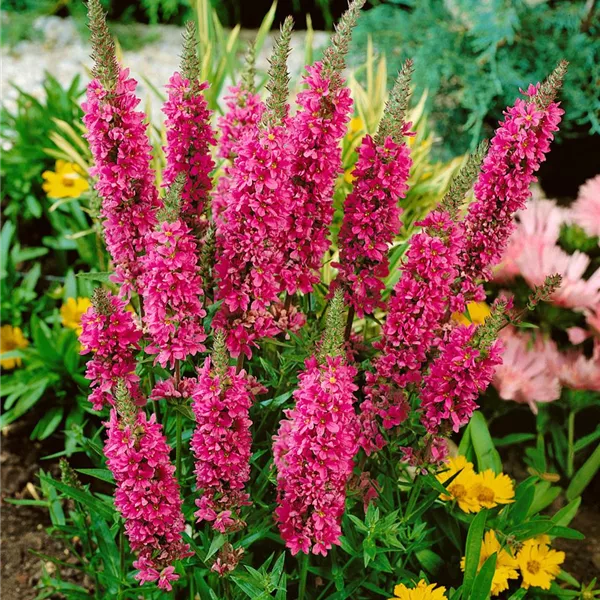 Lythrum salicaria, rot, GartenBlutWeiderich Baumschule Ley