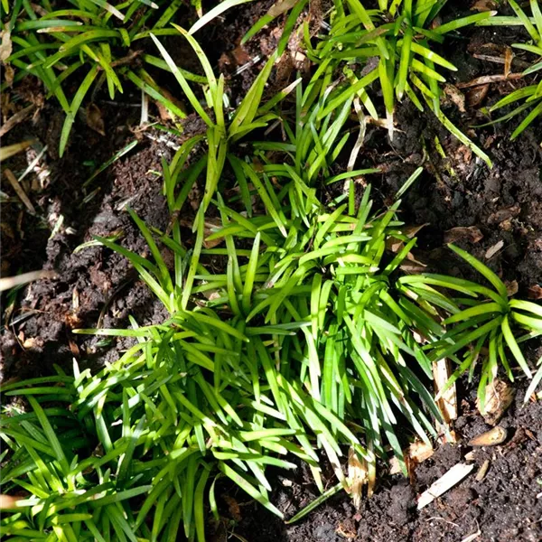 Ophiopogon japonicus 'Minor', Kleiner GartenSchlangenbart 'Minor